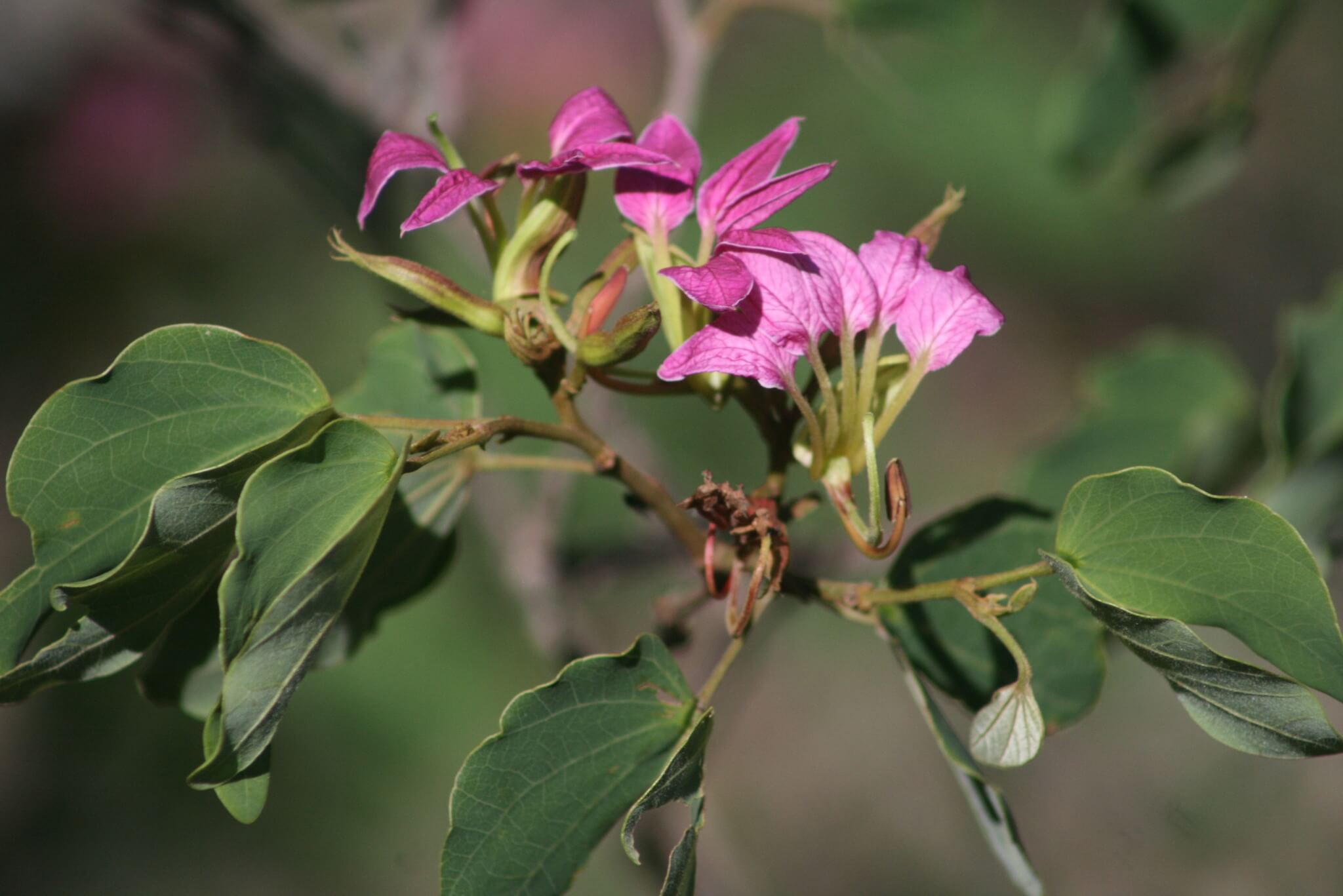 Bauhinia macranthera